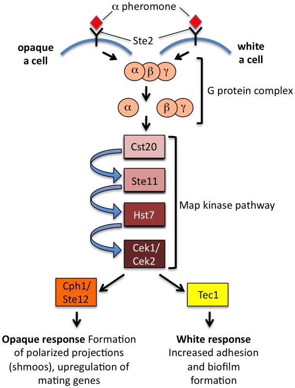 Differential response of <i>C. albicans</i> white and opaque cells to pheromone.