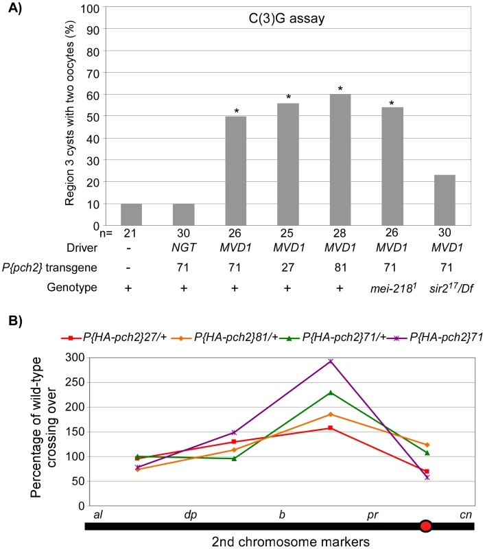 PCH2 overexpression leads to pachytene delays and altered crossover distribution.
