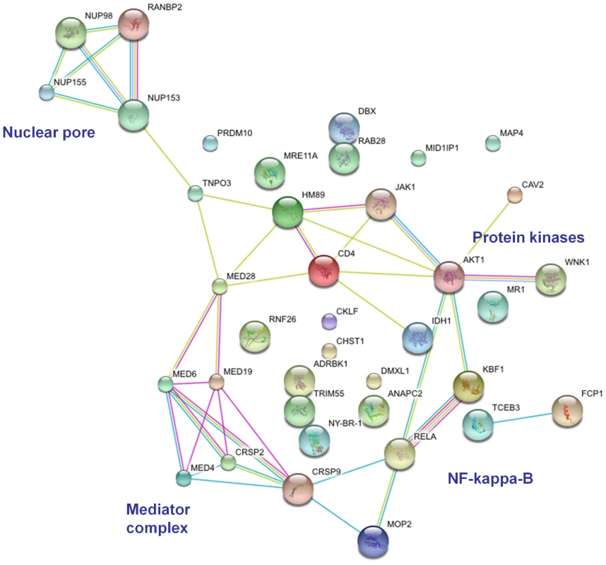 Predicted interaction networks of genes identified as HIV dependency factors in siRNA/shRNA screens <em class="ref">[72]</em>–<em class="ref">[75]</em>.