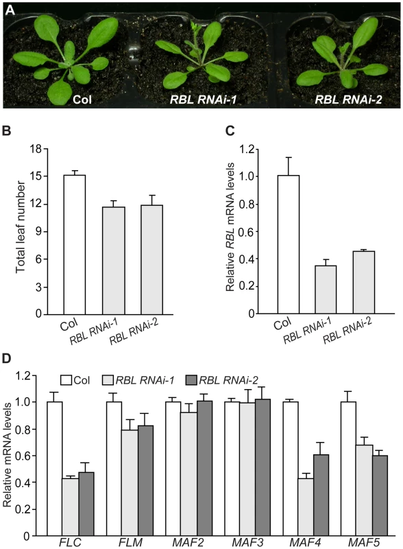 <i>RBL</i> Represses the Floral Transition in <i>Arabidopsis</i>.