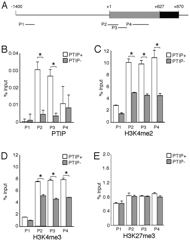 Chromatin Immunoprecipitation (ChIP) at the <i>Ntrk3</i> Locus.