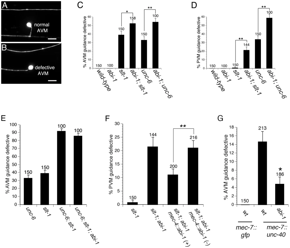 ABI-1 is involved in both UNC-6 and SLT-1 signaling pathways.
