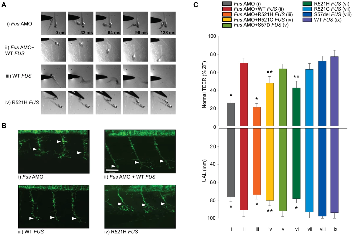 ALS-related <i>FUS</i> mutations cause a motor phenotype through both gain and loss of function.