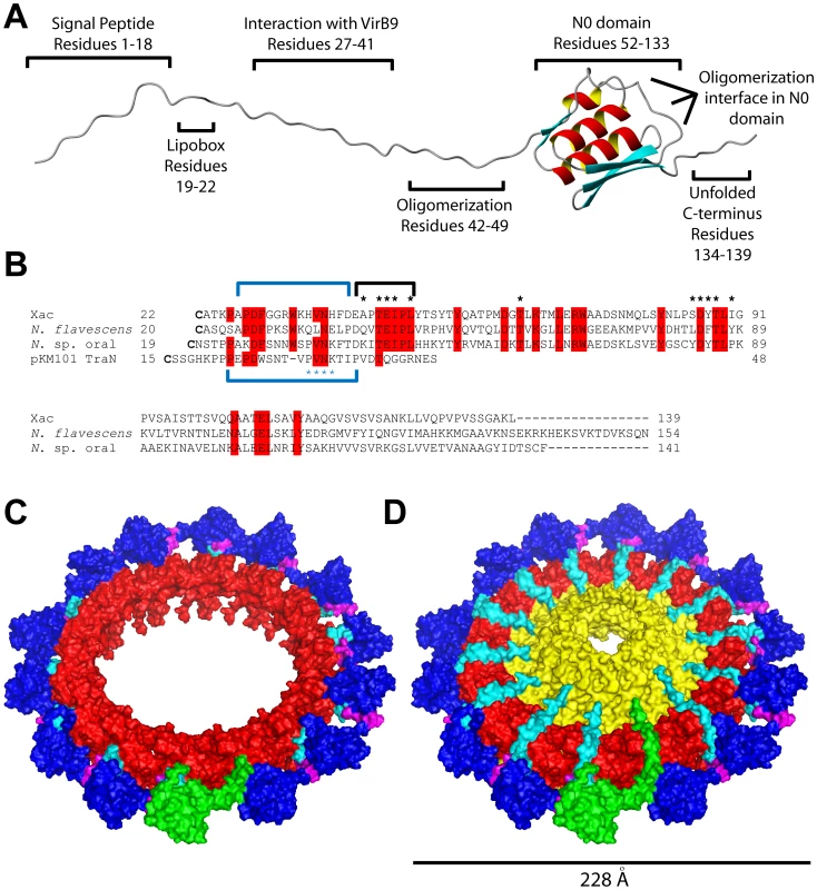 VirB7<sub>XAC2622</sub> structure and interactions in the context of the T4SS outer membrane complex.