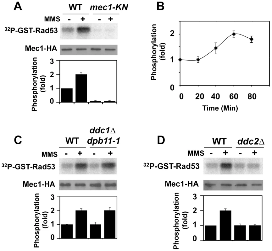 Regulation of protein kinase Mec1 after DNA damage.