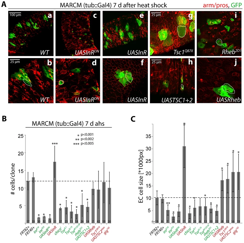Regulation of proliferation and growth in the ISC lineage by the InR/TOR pathway.
