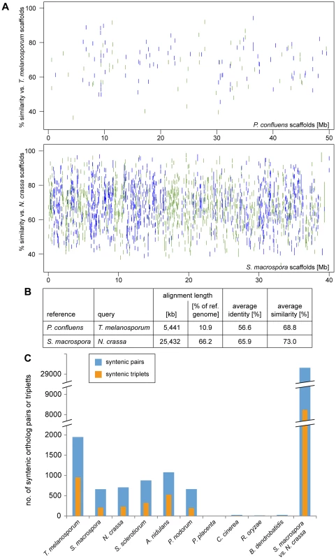 Synteny analysis with other fungi.