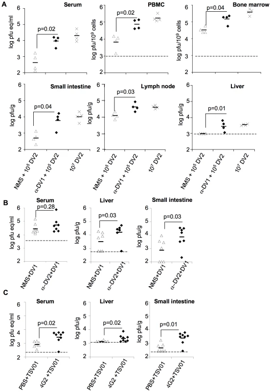 Enhancement by heterologous anti-DV antibodies increases systemic viral burden of mouse-adapted and clinical isolates of DV.