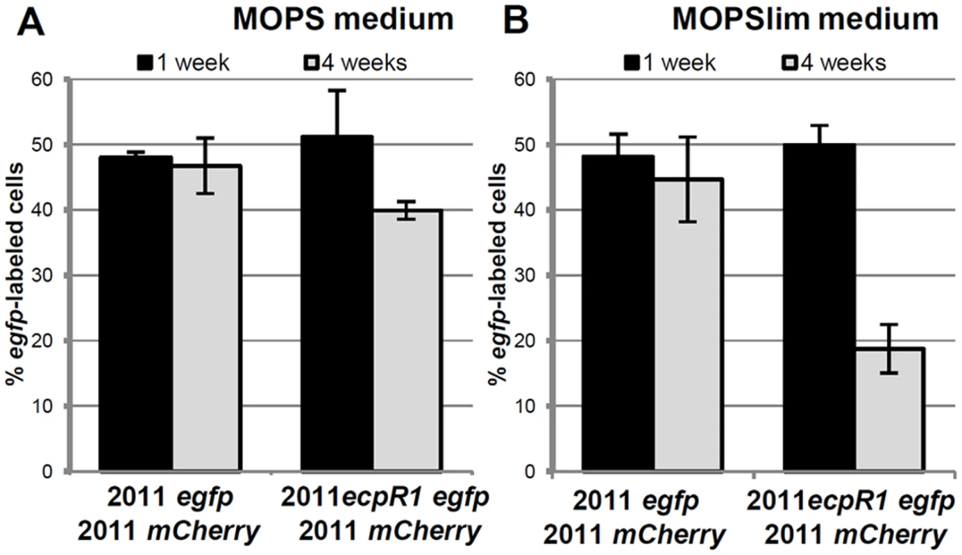 Lack of <i>ecpR1</i> reduces competitiveness of Rm2011.