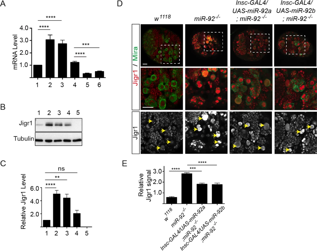 Elevated Jigr1 levels in <i>miR-92</i><sup><i>-/-</i></sup> brains.