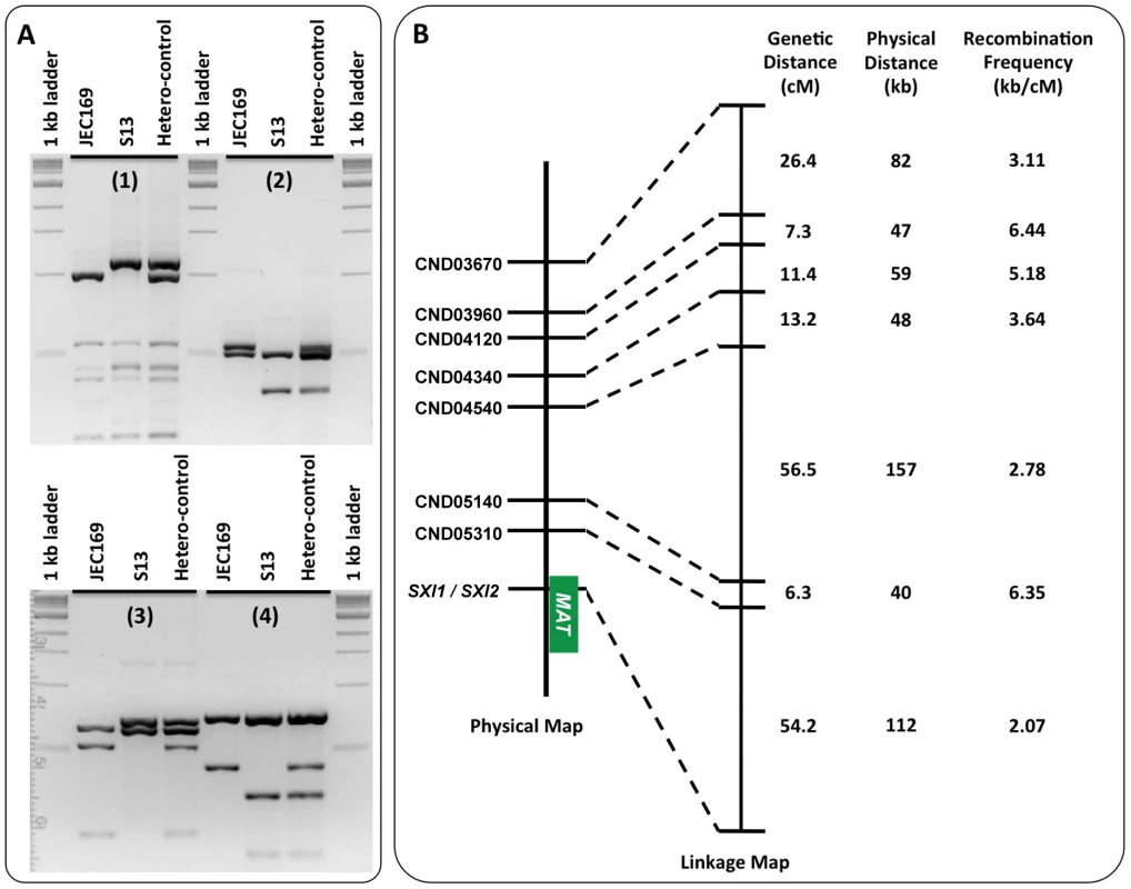 Meiotic recombination frequencies in chromosomal regions proximal to the <i>MAT</i> locus.