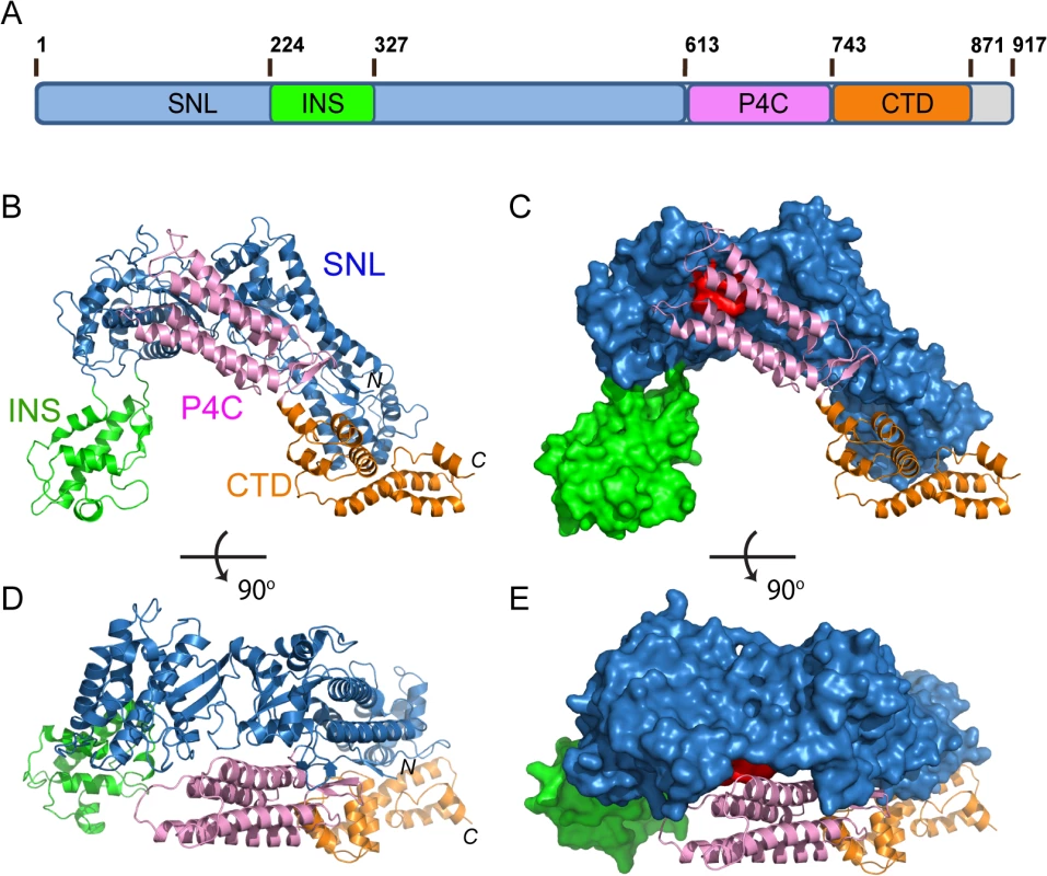 Crystal structure of SidC871 (aa. 1–871).