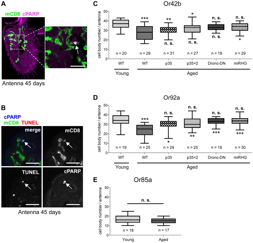 Selected Or42b and Or92a neurons die in an age-dependent, apoptotic manner.