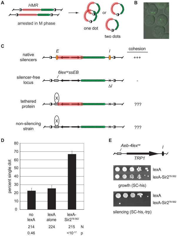 Tethered Sir2 mediates cohesion.