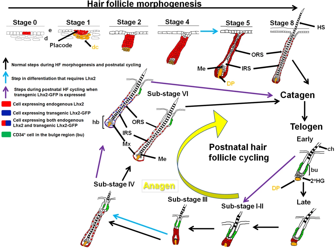 Overview of the expression pattern of Lhx2 and a model for the function of <i>Lhx2</i> in HF morphogenesis and postnatal HF cycling.