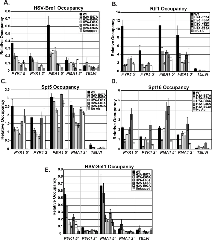 Recruitment of histone modification and elongation machinery is impaired in the H2A mutants.