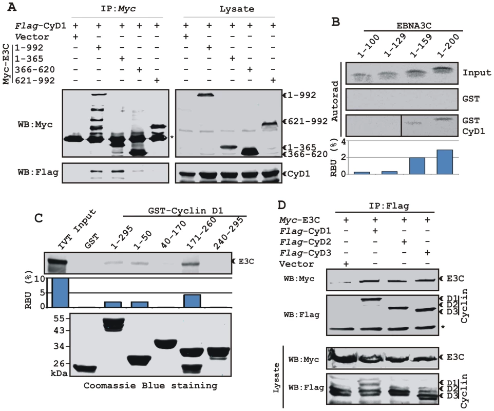A small N-terminal region of EBNA3C binds to two different sites of Cyclin D1.