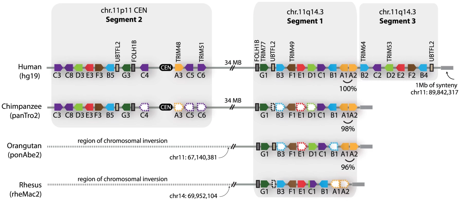 Primate comparative genomics reveals 11 African ape-specific and 6 human-specific <i>TRIM</i> genes.