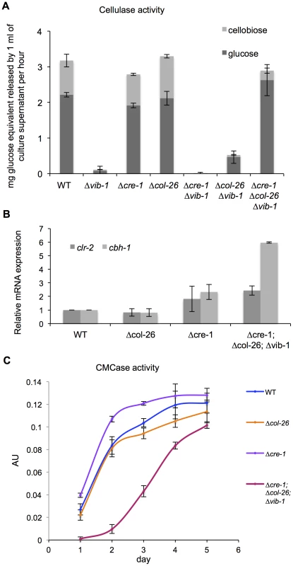 Simultaneous deletion of <i>cre-1</i> and <i>col-26</i> rescues the phenotype of Δ<i>vib-1</i> on cellulose.