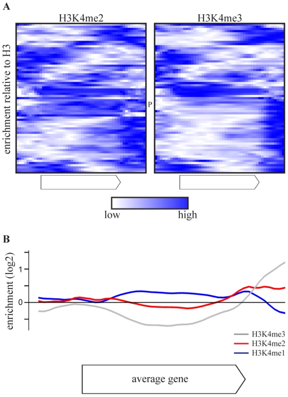 COMPASS-repressed genes have aberrant H3K4 methylation patterns, indicative of 3′-end antisense transcription.