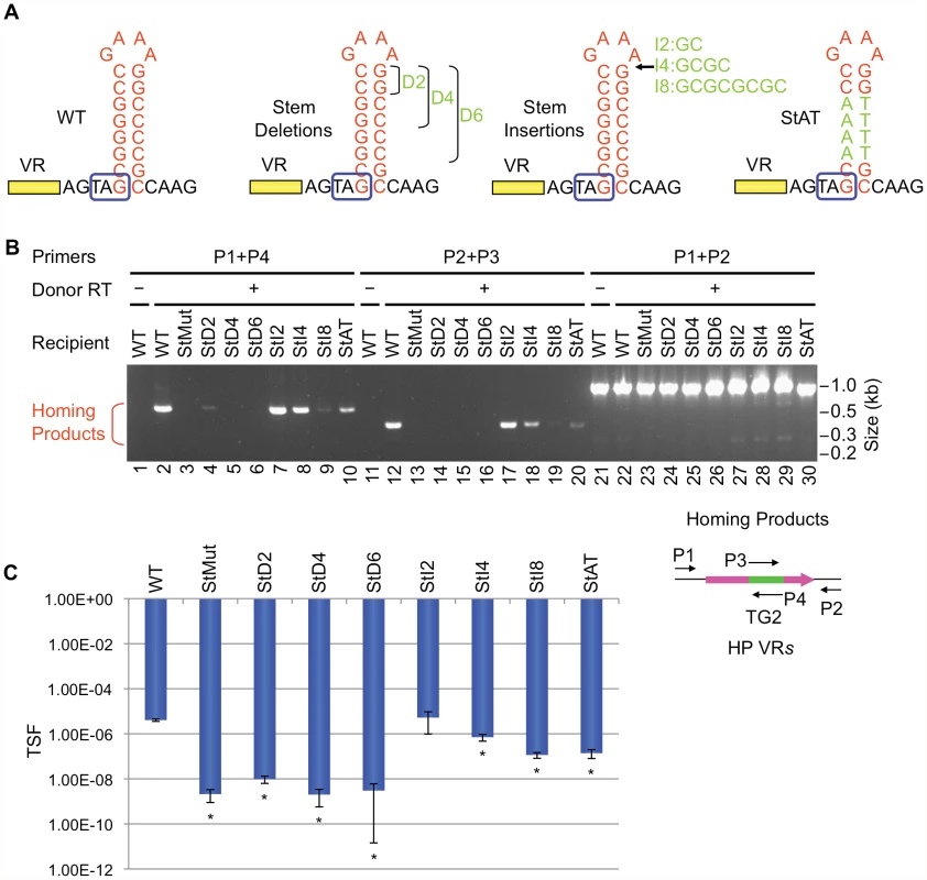 The stem length and sequence are important but can tolerate minor modifications.