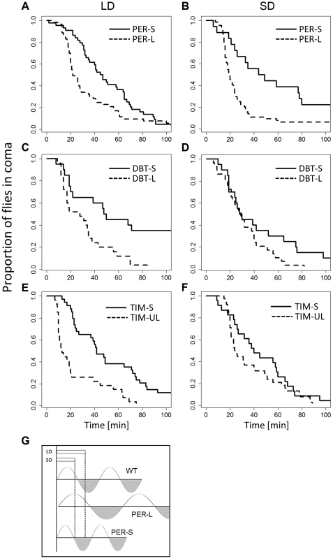 CCRt of long and short period alleles of clock genes.