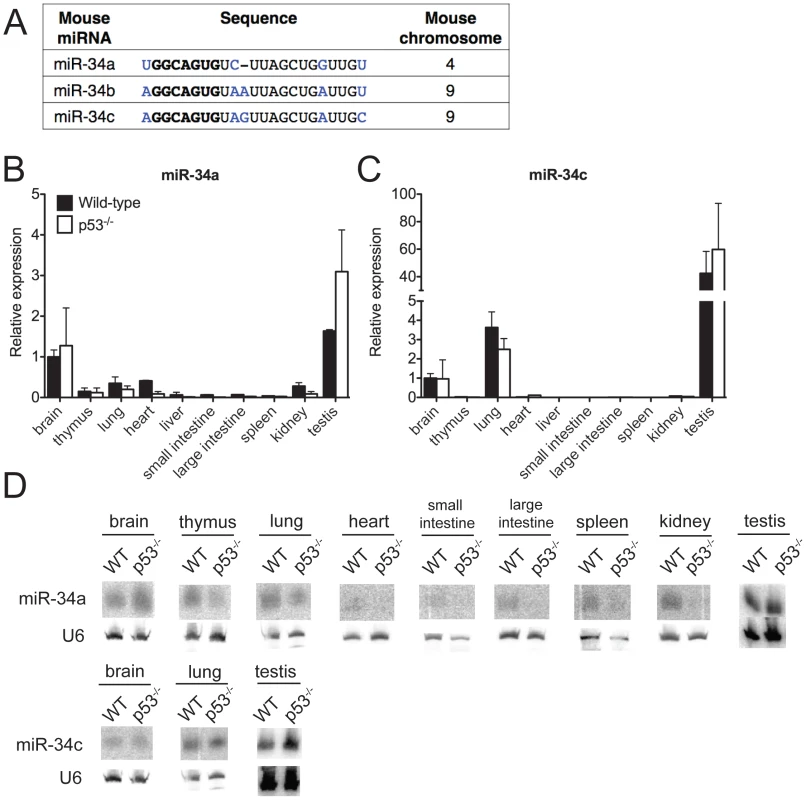MiR-34 expression in wild-type and p53<sup>−/−</sup> mouse tissues.