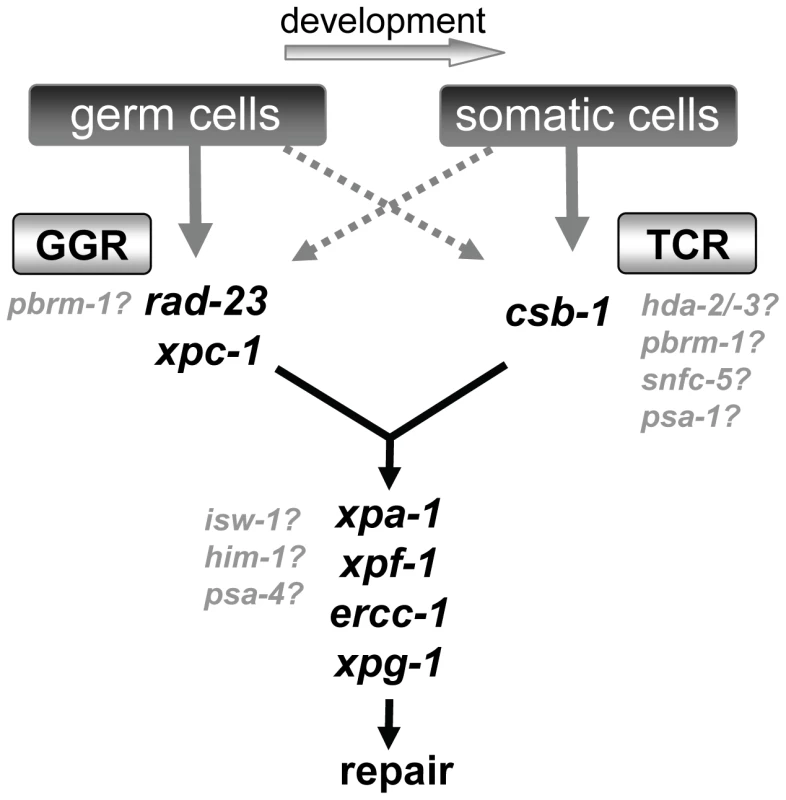 Model of NER function in germ cells and somatic cells.