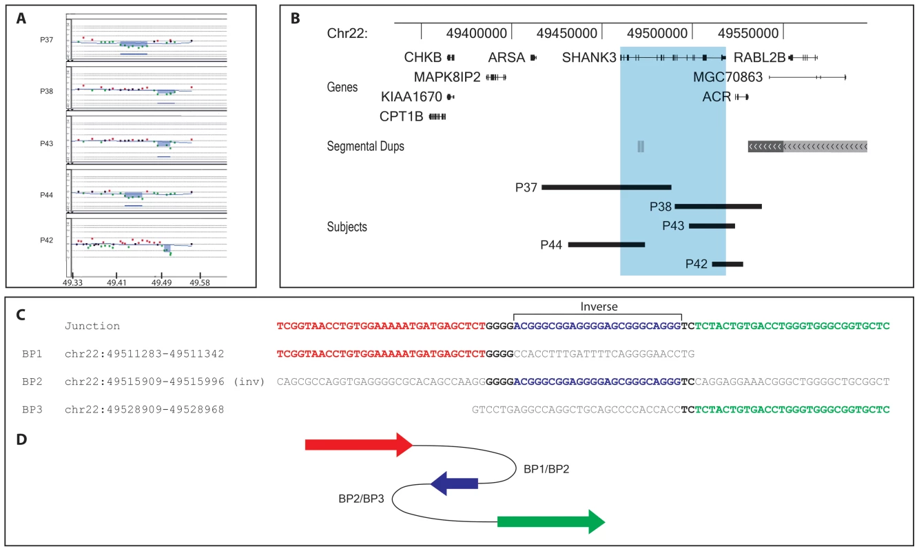 22q13.3 interstitial microdeletion detected by array-CGH analysis.