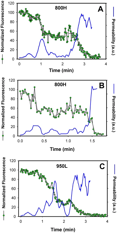 Transient openings of fusion pores formed by EnvA in endosomes.