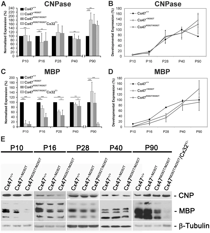 Expression of mutant mCx47<i>M282T</i> results in delayed oligodendrocytic differentiation.