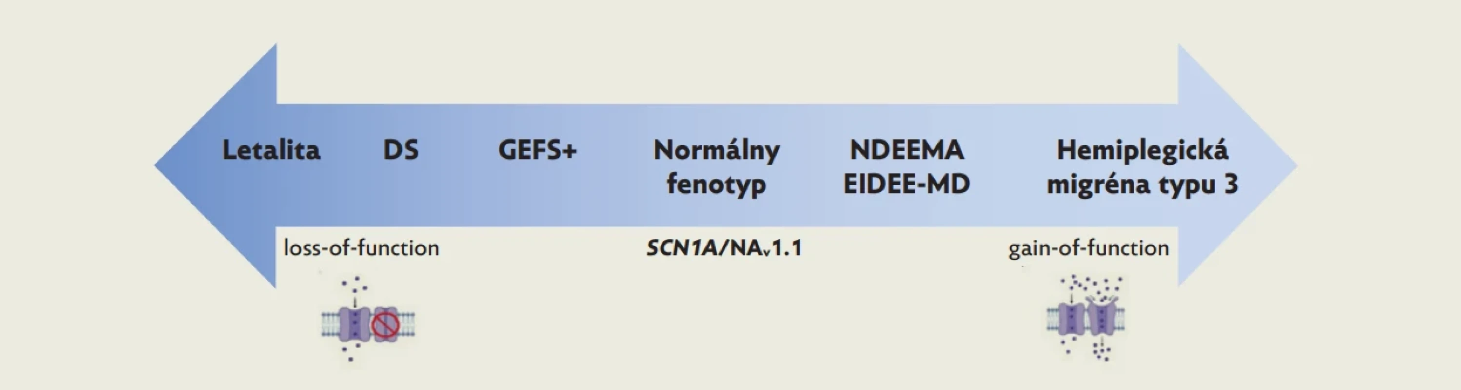 Fenotypové spektrum SCN1A(24)