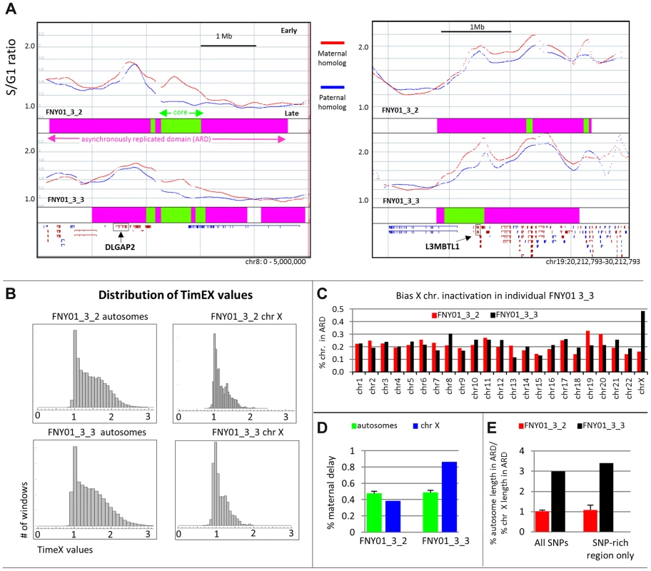 Large asynchronously replicated region contains imprinted genes.