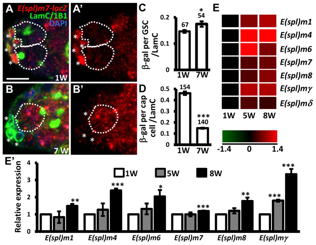 Notch signaling is increased in GSCs with age.
