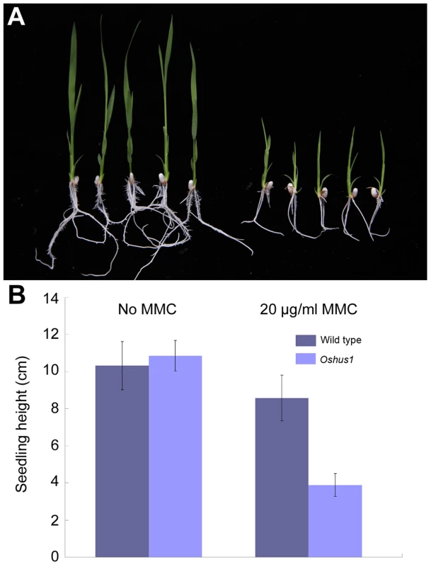 <i>Oshus1-1</i> is hypersensitive to MMC.