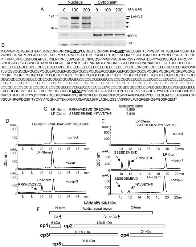 Changes in KSHV LANA following treatment of BCBL-1 cells with varying concentrations of H<sub>2</sub>O<sub>2</sub> and sequence analysis of LANA identifying potential caspase cleavage sites.