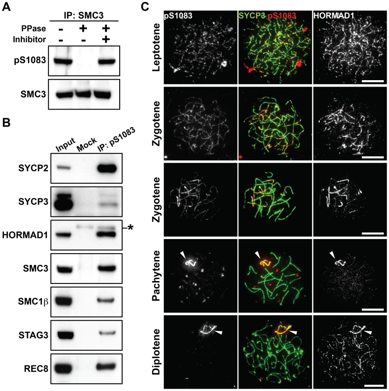 SMC3 is phosphorylated at Ser<sup>1083</sup> during prophase I.