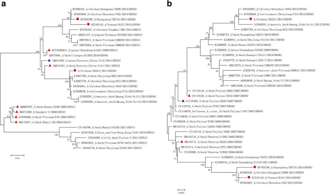 Phylogenetic trees of HA (a) and NA (b) genes of AIV H5N6 and reference isolates. It demonstrated that AIV H5N6 isolates obtained from both human and poultry in China were very heterogeneous. Sequences labeled with red circles are current human infected isolates of AIV H5N6, with red triangles are the sequences of probable ancestors based on the current study, and with blue triangles are sequences of probable ancestors based on opinions from other researchers