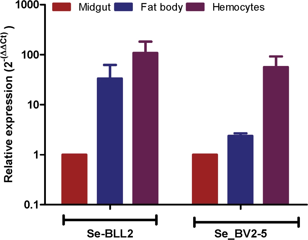 Expression of <i>BLL2</i> and <i>BV2-5</i> in main larval tissues of <i>S</i>. <i>exigua</i>.