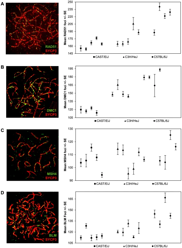 Inter-strain variation in early- and mid-stage meiotic recombination proteins.