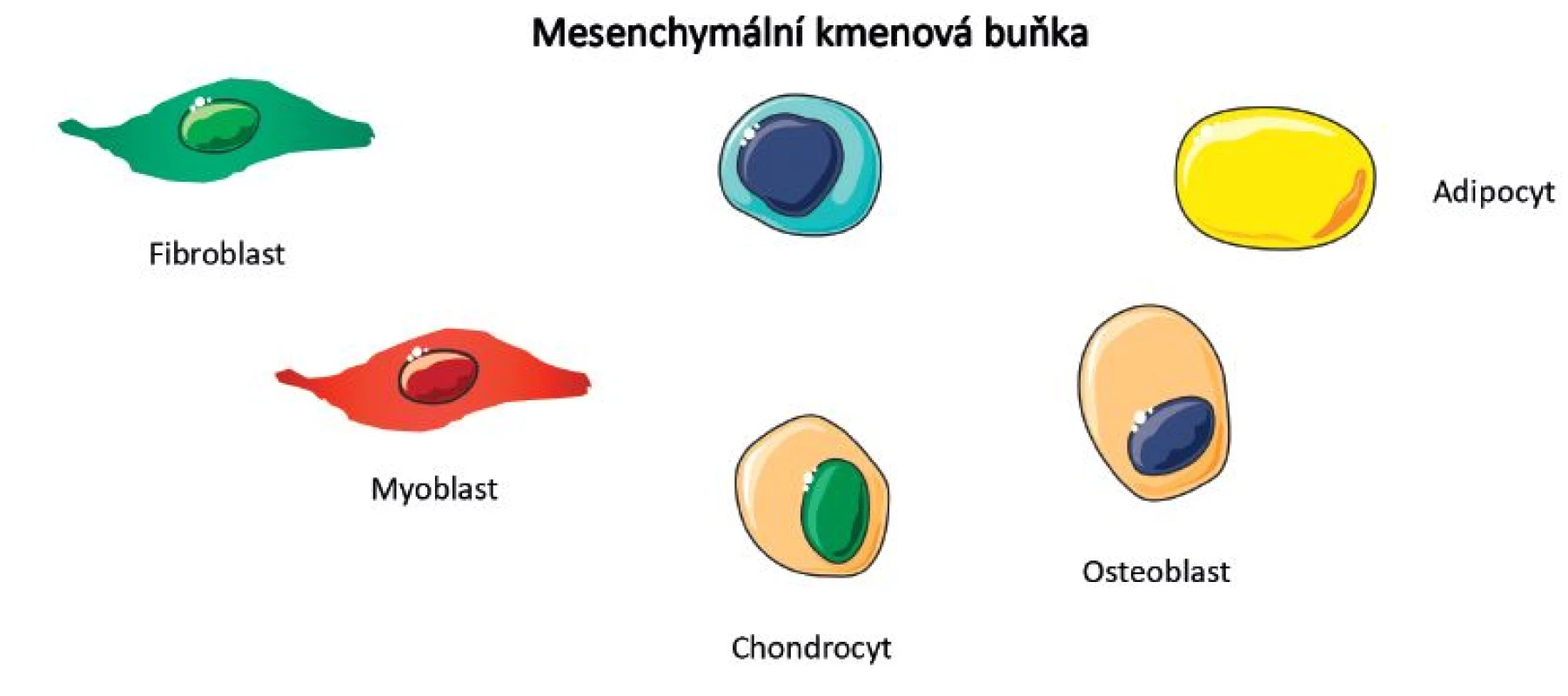 Stronciumranelát – důvody podávání u OA
Osteoblasty a chondrocyty mají stejný embryonální původ – v mezenchymu
Stronciumranelát by mohl působit prostřednictvím receptorů citlivých na vápník (CaSR) exprimovaných chondrocyty (stimulace syntézy mezibuněčné hmoty).