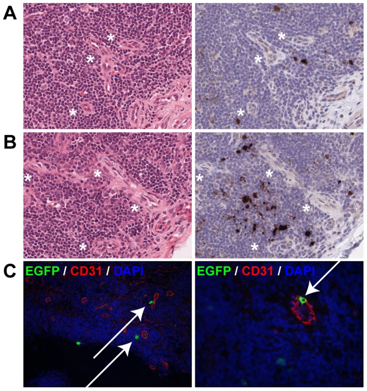 Dissemination of MV into the lymphoid organs via blood vessels.
