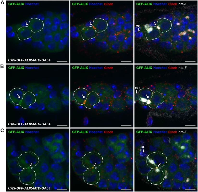 ALIX localizes at midbody rings and midbodies during cytokinesis in <i>Drosophila</i> female germline stem cells.