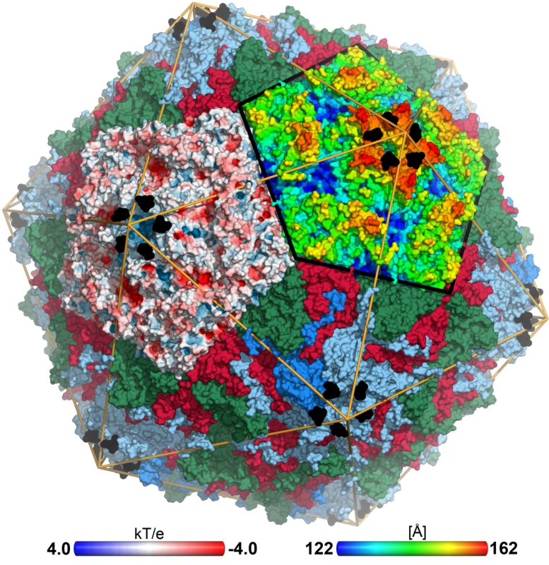 CVA24v in complex with its glycan receptor.