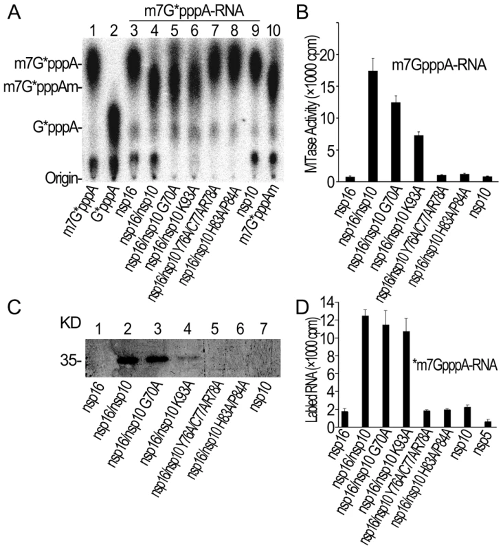 Biochemical analyses of nsp10 mutants.