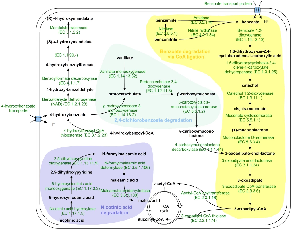 Proposed pathways for aromatic compounds metabolism in <i>H. seropedicae</i> SmR1.