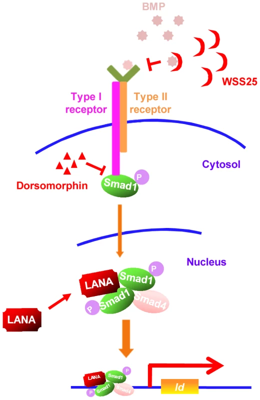 A schematic working model.