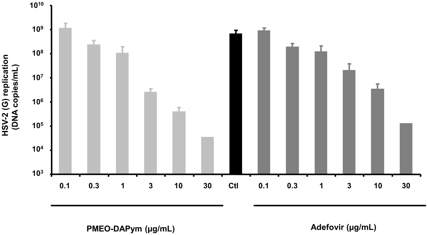 Suppression of HSV-2 in infected human <i>ex vivo</i> tonsillar tissue by adefovir and PMEO-DAPym.