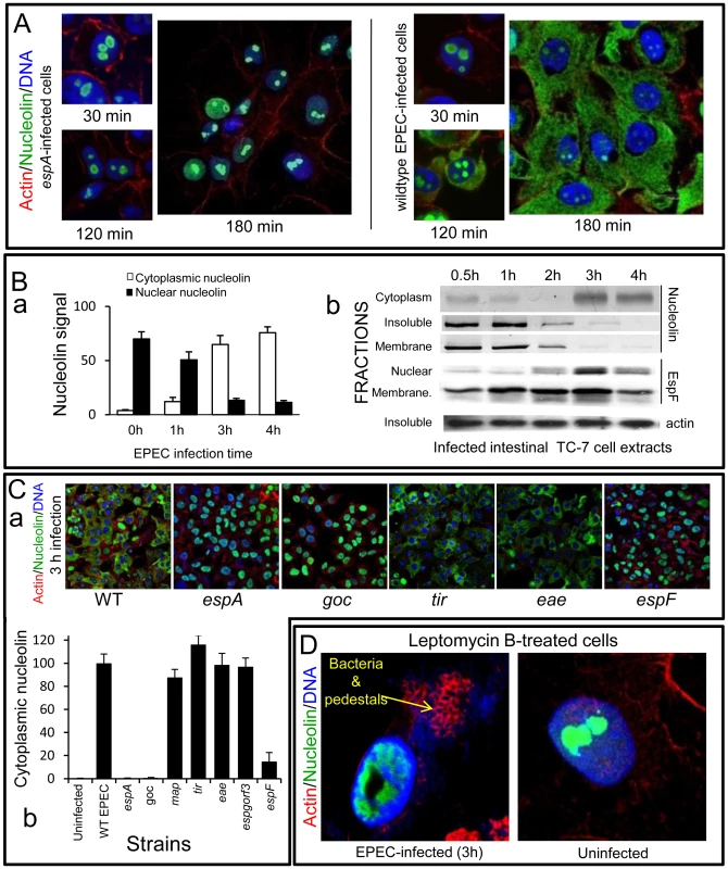 EPEC causes extensive redistribution of nucleolin dependent on EspF.