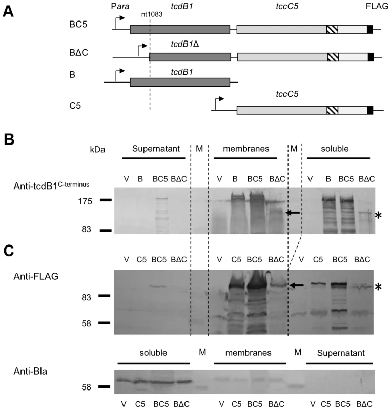 The N-terminus of the B-subunit is required for normal B+C sub-complex synthesis and secretion.